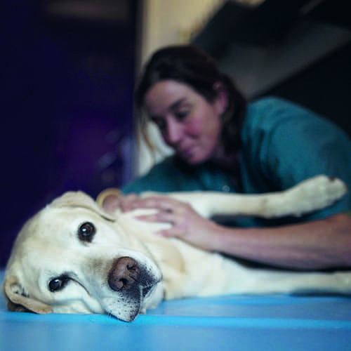 tierphysiotherapie animove